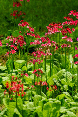 250606入笠山トレッキング