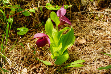 250606入笠山トレッキング