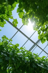 Greenhouse with sunlight streaming through, Sunshine and blue sky