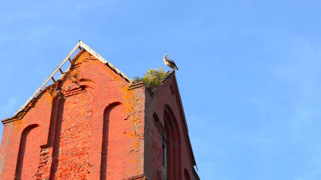 Elegant Bird Perches Atop Aged Brick Tower, Bird Gracefully Rests Near Nest Against Vibrant City Backdrop. Media