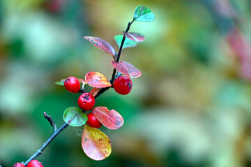 Cotoneaster plant, foliage and fruit
