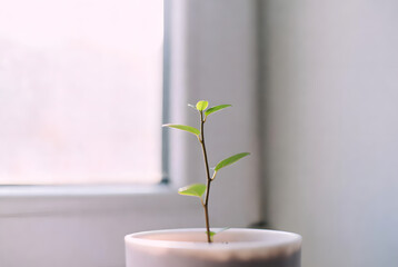 A minimalist flat lay of green leaves with dew drops on a white surface, in a serene, natural style.