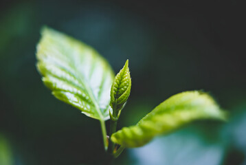 A minimalist flat lay of green leaves with dew drops on a white surface, in a serene, natural style.