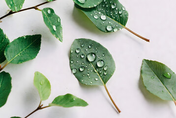 A minimalist flat lay of green leaves with dew drops on a white surface, in a serene, natural style.