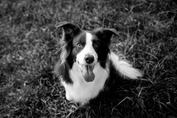 Beautiful brown and white border collie dog with a happy expression outdoors in green grass