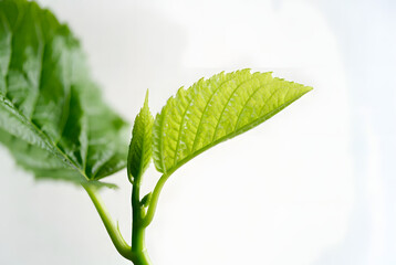 A minimalist flat lay of green leaves with dew drops on a white surface, in a serene, natural style.