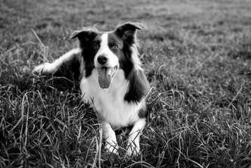 Beautiful brown and white border collie dog with a happy expression outdoors in green grass