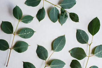 A minimalist flat lay of green leaves with dew drops on a white surface, in a serene, natural style.
