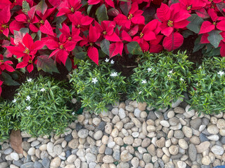 Garden border with red poinsettias and stones