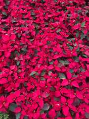 Red poinsettia leaves texture or background