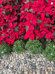 Garden border with red poinsettias and stones