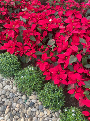 Red poinsettia leaves texture or background