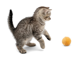 Cute small gray kitten playing with ball. Kitten isolated on white background.