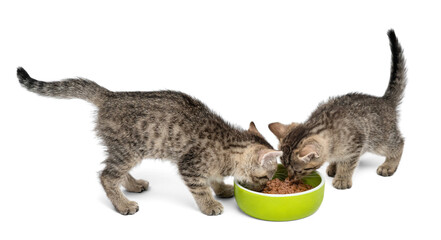 Two adorable tabby kittens eating from a green bowl on white background.