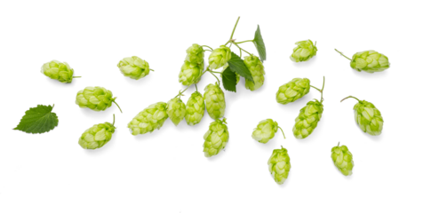 Fresh green hop cones isolated on a pristine white background. Top view. Perfect for brewery, food, or herbal-themed projects