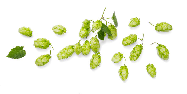 Fresh green hop cones isolated on a pristine white background. Top view. Perfect for brewery, food, or herbal-themed projects