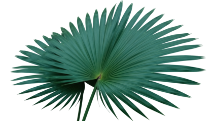 Tropical blue palm leaf PNG isolated on transparent background, exotic foliage for summer design and botanical decoration