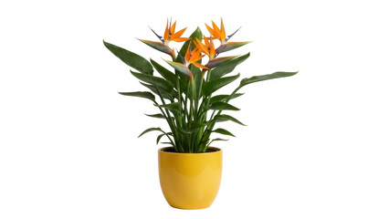 Bird of paradise plant in yellow pot isolated PNG, tropical flower arrangement for home decor and exotic floral designs