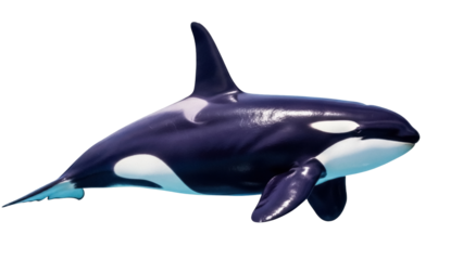 Majestic killer whale PNG isolated on transparent background, orca marine mammal with black and white markings for wildlife design