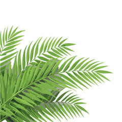 palm leaf isolated on vector graphic design