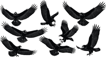 Obraz premium Black silhouettes of majestic eagles and hawks in various flying poses, hunting, and soaring with spread wings, isolated on white background for nature designs.
