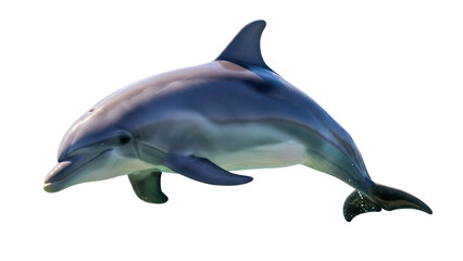 Bottlenose dolphin PNG isolated on transparent background, marine mammal with smooth skin and streamlined body for wildlife and ocean themes