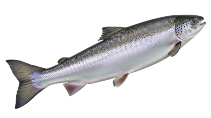 Fresh Atlantic salmon isolated PNG on transparent background, whole raw fish with silver scales and black spots for healthy eating and seafood concepts