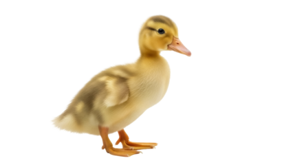 Adorable yellow duckling PNG isolated on transparent background, cute baby duck for springtime and farm animal themes