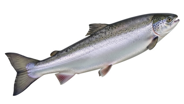 Fresh Atlantic salmon isolated PNG on transparent background, whole raw fish with silver scales and black spots for healthy eating and seafood concepts