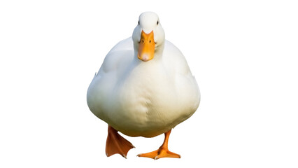 American Pekin duck PNG isolated on transparent background, domestic waterfowl with orange beak and feet, farm animal for design elements