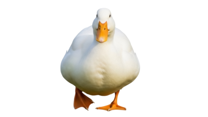 American Pekin duck PNG isolated on transparent background, domestic waterfowl with orange beak and feet, farm animal for design elements