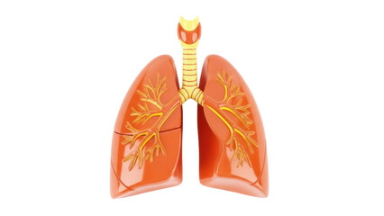 Human lungs model isolated PNG, anatomical organ with trachea and bronchi on transparent background, respiratory system for medical education