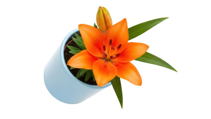 Bright orange lily in a blue pot isolated PNG, vibrant flower on transparent background for spring designs and floral compositions