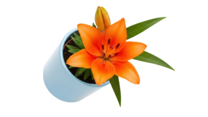 Bright orange lily in a blue pot isolated PNG, vibrant flower on transparent background for spring designs and floral compositions