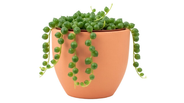 String of pearls plant in terracotta pot isolated PNG, succulent Senecio rowleyanus on transparent background, houseplant for decoration