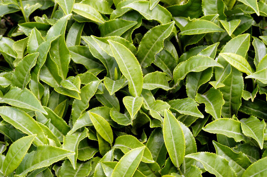 green leaves background