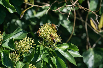 Three honeybees feeding on ivy flowers, captured in sharp focus against lush green leaves, highlighting pollination activity in natural sunlight.