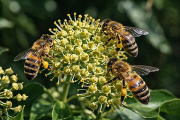 Three honeybees feeding on ivy flowers, captured in sharp focus against lush green leaves, highlighting pollination activity in natural sunlight.