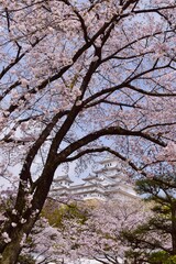 満開の桜につつまれる姫路城