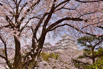 満開の桜につつまれる姫路城