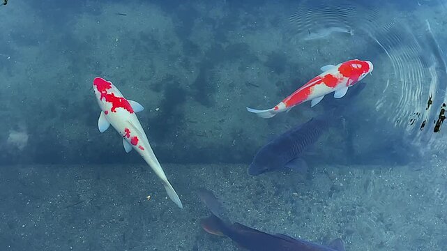 High angle view of orange Koi carp circling in shallow temple moat