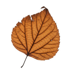 Obraz premium Detailed Macro View of a Single Amber Autumn Leaf Showing Intricate Veins and Serrated Edges Against a Stark Black Background