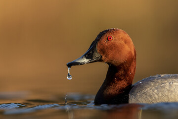 View of a redhead duck, with a water droplet hanging from its beak, gleaming in the soft light against a blurred golden backdrop, Moscow, Russia.