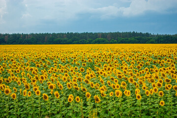 Fototapeta premium Vast field of vibrant sunflowers stretching under a partly cloudy sky with a dark forest line in the background. A classic summer agricultural landscape symbolizing harvest, nature, and energy.