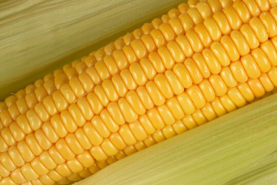 yellow corn on the cob