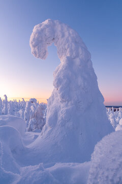 View of a snow-laden tree contorting into a whimsical shape against the soft hues of the twilight sky, bathed in the serene glow of winter, Kuusamo, Norra Osterbotten, Finland.