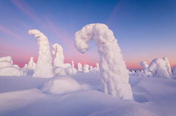 View of snow-laden trees, transformed into surreal sculptures against a canvas of pastel pink and blue hues, creating a serene winter wonderland, Kuusamo, Norra Osterbotten, Finland.