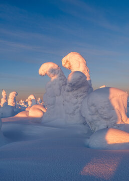 View of snow-laden trees sculpted by wind and ice, bathed in the soft, golden light of the setting sun, creates a serene winter wonderland, Kuusamo, Norra Osterbotten, Finland.