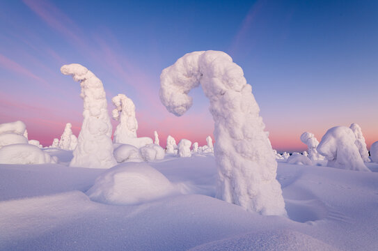 View of snow-laden trees, transformed into surreal sculptures against a canvas of pastel pink and blue hues, creating a serene winter wonderland, Kuusamo, Norra Osterbotten, Finland.