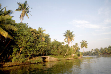 Obraz premium palm trees on the river